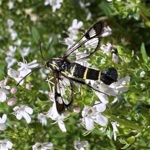 Synanthedon tipuliformis by Pirom