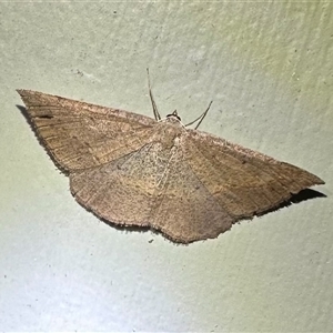 Taxeotis perlinearia at Arakoon, NSW - 21 Aug 2024 by Pirom
