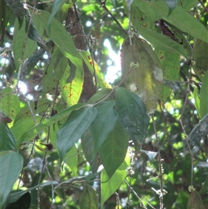 Rhodamnia sessiliflora at Syndicate, QLD - suppressed