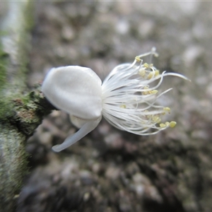 Rhodamnia sessiliflora at Syndicate, QLD - suppressed