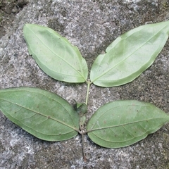 Rhodamnia sessiliflora at Syndicate, QLD - suppressed