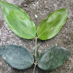 Rhodamnia sessiliflora at Syndicate, QLD - suppressed
