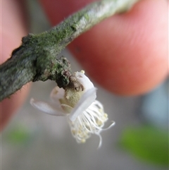 Rhodamnia sessiliflora at Syndicate, QLD - suppressed