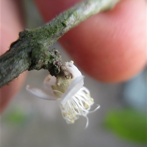 Rhodamnia sessiliflora at Syndicate, QLD - suppressed