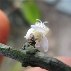 Rhodamnia sessiliflora at Syndicate, QLD - suppressed