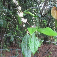 Rhodamnia sessiliflora at Whyanbeel, QLD - suppressed