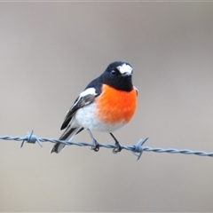 Petroica boodang (Scarlet Robin) at Kambah, ACT - 3 Jun 2025 by Harrisi