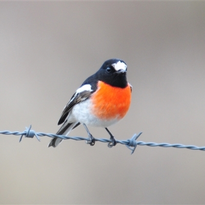 Petroica boodang (Scarlet Robin) at Kambah, ACT - 3 Jun 2025 by Harrisi