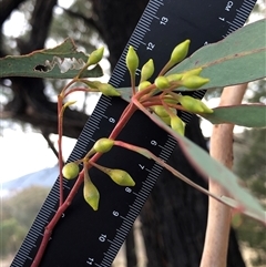 Eucalyptus blakelyi at Crowther, NSW - Yesterday by Frecko