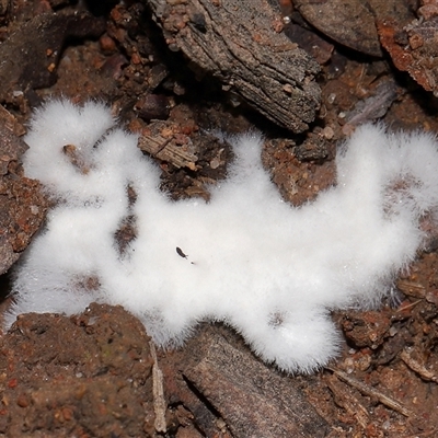 Chromelosporium/Ostracoderma sp. at Yarralumla, ACT - 3 Jun 2025 by TimL