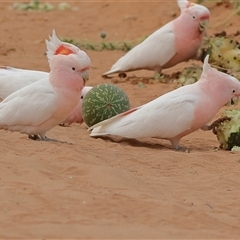 Lophochroa leadbeateri leadbeateri at Menindee, NSW - suppressed