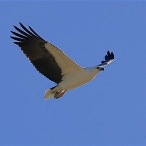 Haliaeetus leucogaster at Menindee, NSW - 24 May 2025 by MichaelWenke