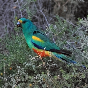 Psephotellus varius at Menindee, NSW - 25 May 2025 07:56 AM