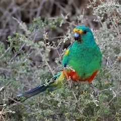 Psephotellus varius at Menindee, NSW - 25 May 2025 07:56 AM