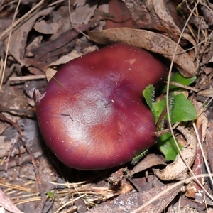 Unverified Cap on a stem; gills below cap [mushrooms or mushroom-like] at Paddys River, ACT - 8 May 2025 by TimL