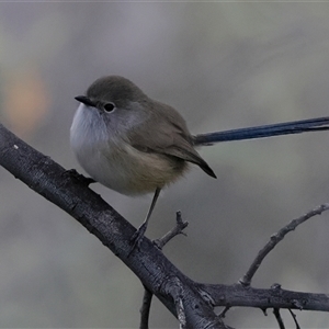 Unverified Small (Robin, Finch, Thornbill etc) at Menindee, NSW - 25 May 2025 by MichaelWenke