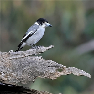 Cracticus torquatus at Menindee, NSW - 25 May 2025 by MichaelWenke
