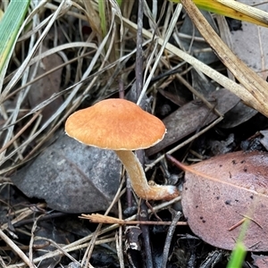 Unverified Cap on a stem; gills below cap [mushrooms or mushroom-like] at Latham, ACT - 2 Jun 2025 by Jennybach