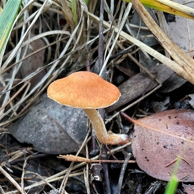 Leratiomcyes ceres (Red Woodchip Fungus) at Latham, ACT - 2 Jun 2025 by Jennybach