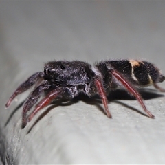Apricia jovialis (Jovial jumping spider) at Canberra, ACT - 7 May 2025 by TimL