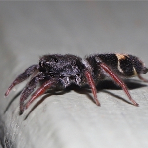 Apricia jovialis (Jovial jumping spider) at Canberra, ACT - 7 May 2025 by TimL