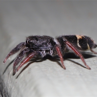 Apricia jovialis (Jovial jumping spider) at Canberra, ACT - 7 May 2025 by TimL
