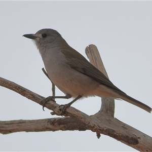 Colluricincla harmonica at Mutawintji, NSW - 28 May 2025 by MichaelWenke