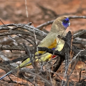 Platycercus elegans flaveolus at Mutawintji, NSW - 28 May 2025 by MichaelWenke