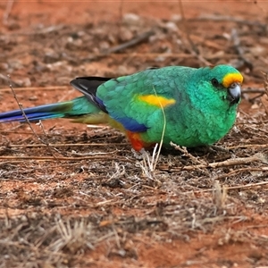 Psephotus haematonotus at Mutawintji, NSW - 28 May 2025 by MichaelWenke