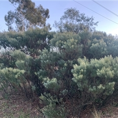 Acacia boormanii (Snowy River Wattle) at Narrabundah, ACT - 4 Jun 2025 by jklem621