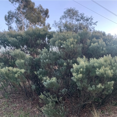 Acacia boormanii (Snowy River Wattle) at Narrabundah, ACT - 4 Jun 2025 by jklem621