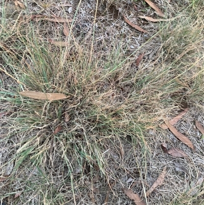 Eragrostis curvula (African Lovegrass) at Narrabundah, ACT - 4 Jun 2025 by jklem621