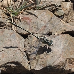 Austrogomphus guerini at Mount Clear, ACT - 12 Feb 2024 by RAllen