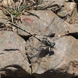 Austrogomphus guerini at Mount Clear, ACT - 12 Feb 2024 by RAllen