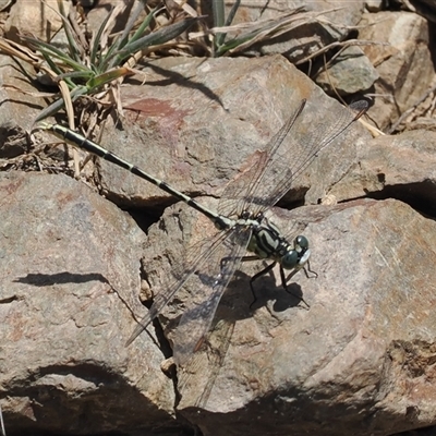 Austrogomphus guerini at Mount Clear, ACT - 12 Feb 2024 by RAllen