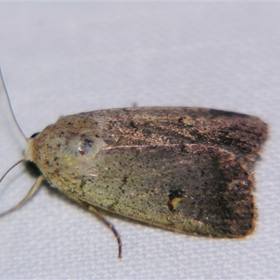 Proteuxoa tibiata (Horseshoe Noctuid) at Saint George, QLD - 2 Nov 2009 by PJH123