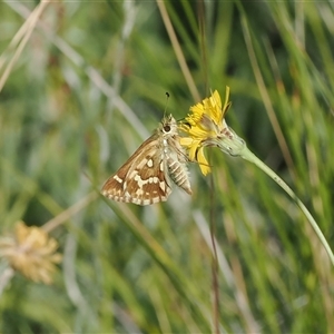 Taractrocera papyria at Mount Clear, ACT - 12 Feb 2024 by RAllen