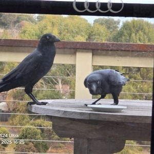 Corvus coronoides (Australian Raven) at Dunlop, ACT - 2 Jun 2025 by johnpugh