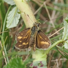 Taractrocera papyria at Symonston, ACT - 27 Feb 2024 by RAllen