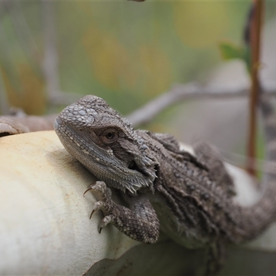 Pogona barbata (Eastern Bearded Dragon) at Symonston, ACT - 27 Feb 2024 by RAllen