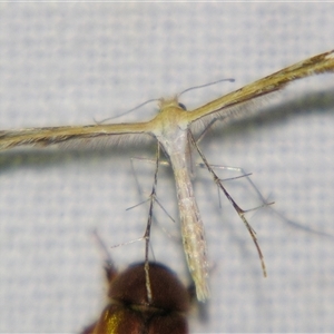 Megalorhipida leucodactyla (Spiderling Moth) at Saint George, QLD - 2 Nov 2009 by PJH123