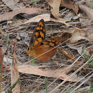 Heteronympha penelope at Symonston, ACT - 27 Feb 2024 by RAllen