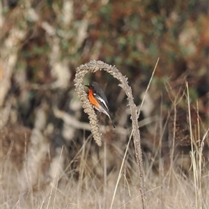 Petroica phoenicea (Flame Robin) at Tennent, ACT - 11 Aug 2024 by RAllen
