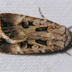 Agrotis radians (Brown Cutworm) at Saint George, QLD - 2 Nov 2009 by PJH123