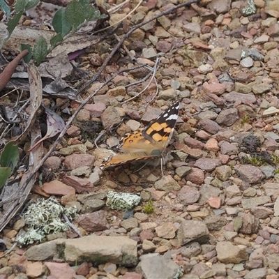 Vanessa kershawi (Australian Painted Lady) at Pialligo, ACT - 27 Aug 2024 by RAllen