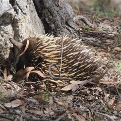 Tachyglossus aculeatus (Short-beaked Echidna) at Pialligo, ACT - 27 Aug 2024 by RAllen