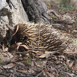 Tachyglossus aculeatus (Short-beaked Echidna) at Pialligo, ACT - 27 Aug 2024 by RAllen