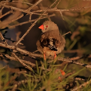 Taeniopygia guttata at Tibooburra, NSW - 30 May 2025 07:48 AM