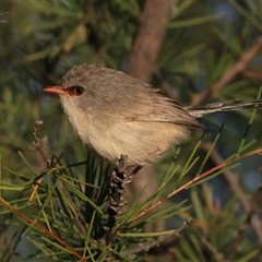 Unverified Small (Robin, Finch, Thornbill etc) at Tibooburra, NSW - 30 May 2025 by MichaelWenke