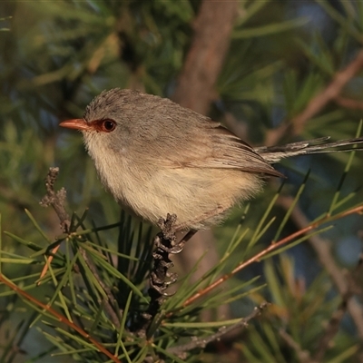Unverified Small (Robin, Finch, Thornbill etc) at Tibooburra, NSW - 30 May 2025 by MichaelWenke